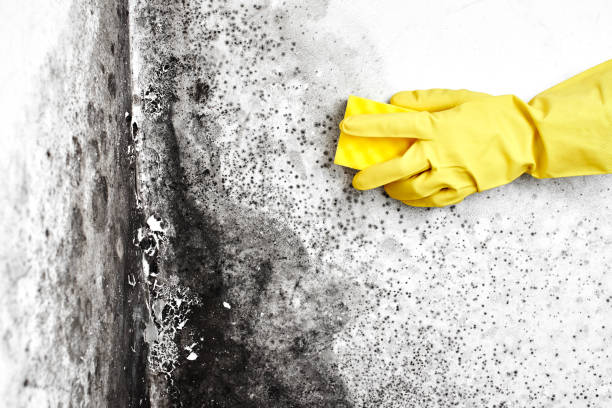 Best Emergency Mold Removal  in Moscow, PA