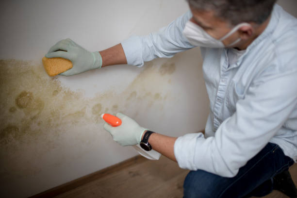 Best Affordable Mold Removal  in Moscow, PA