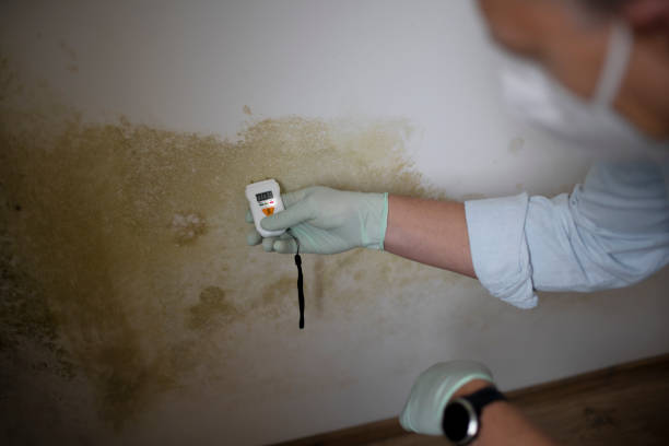 Best Toxic Mold Removal  in Moscow, PA