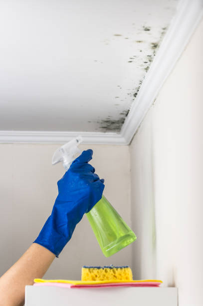 Reliable Moscow, PA Mold Removal Solutions